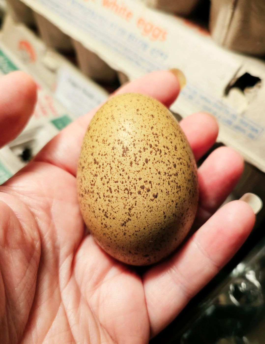 A speckled olive-green egg held in a hand