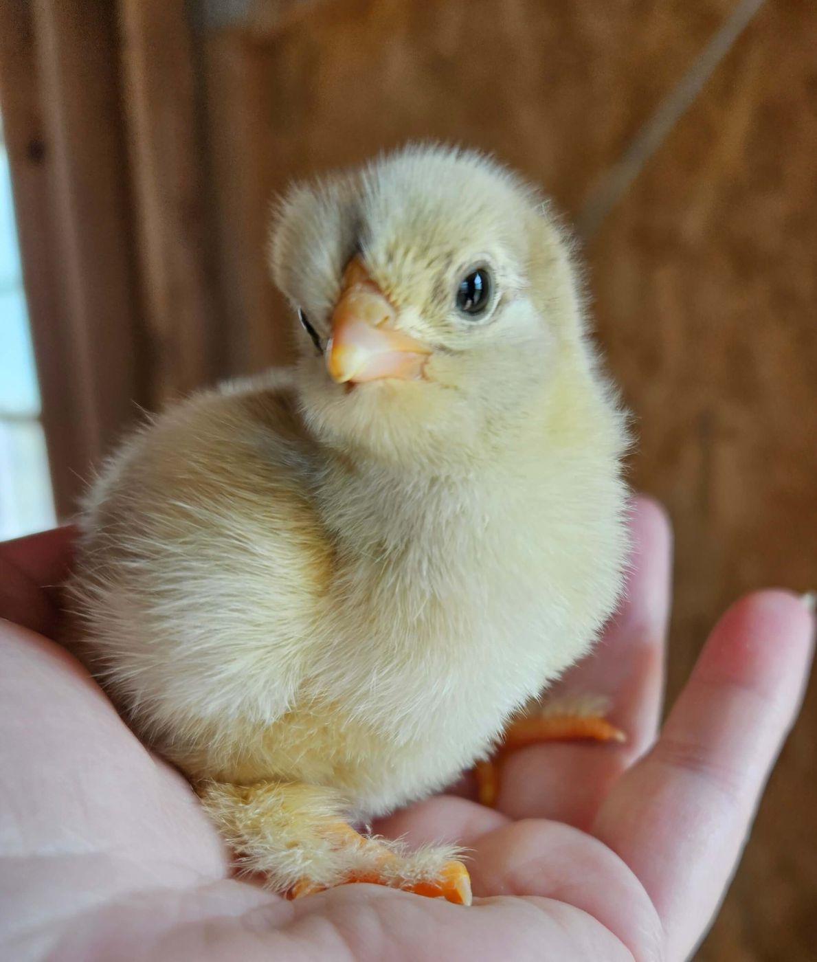 A fluffy yellow chick sitting in a cupped hand