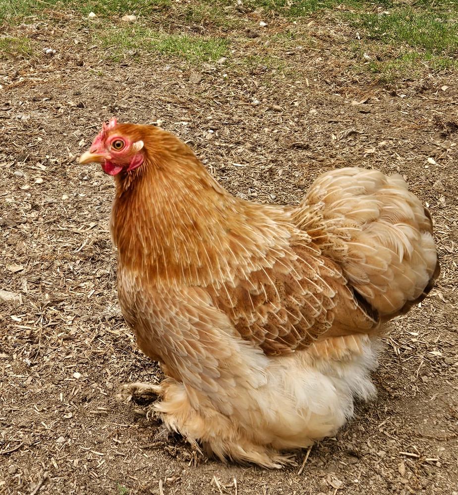 Hermia, a fluffy buff hen with feathered feet