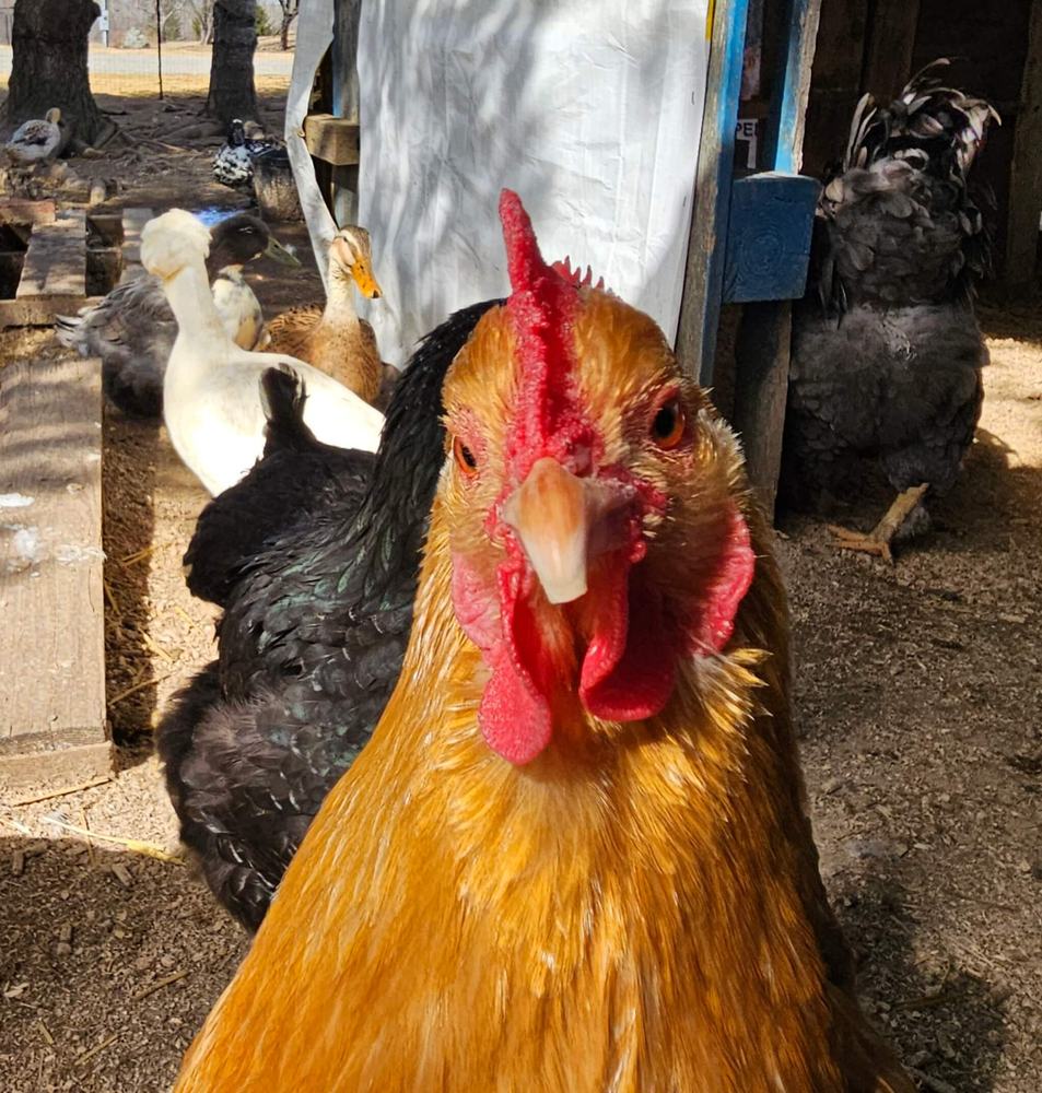 Hilda, a golden hen, looking straight into the camera with ducks behind her