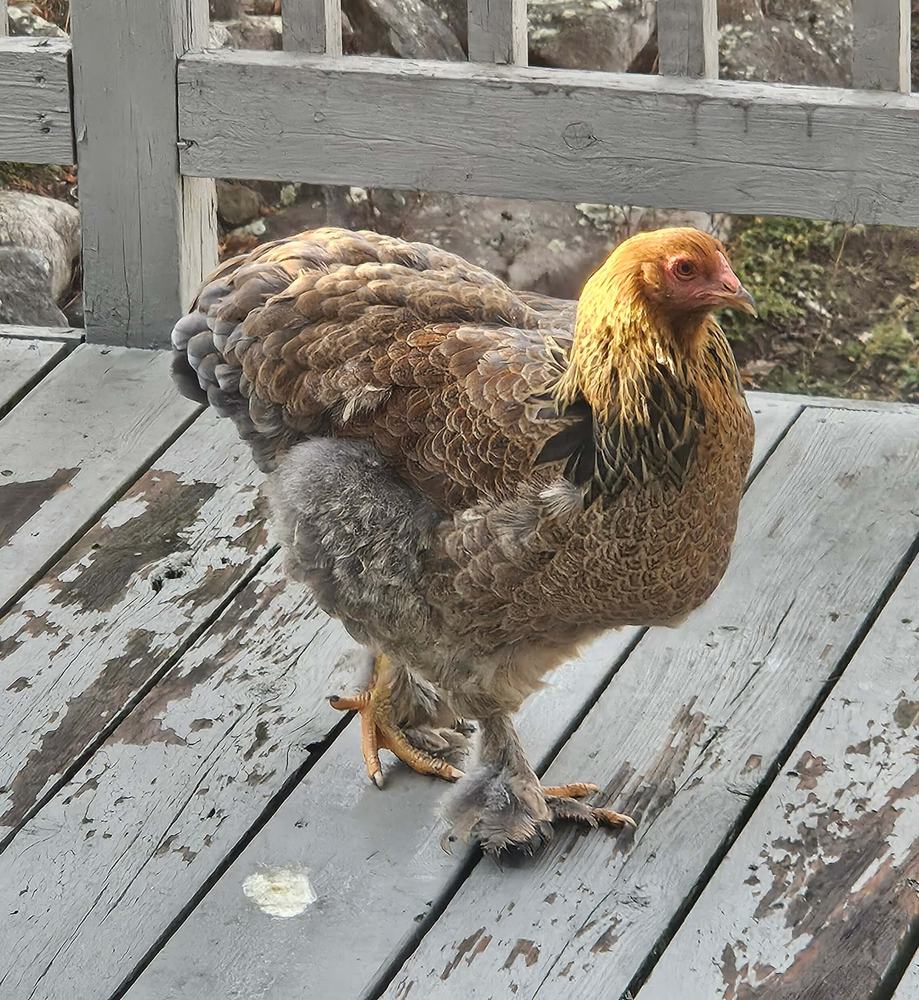 Mira, a partridge-colored hen with feathered feet