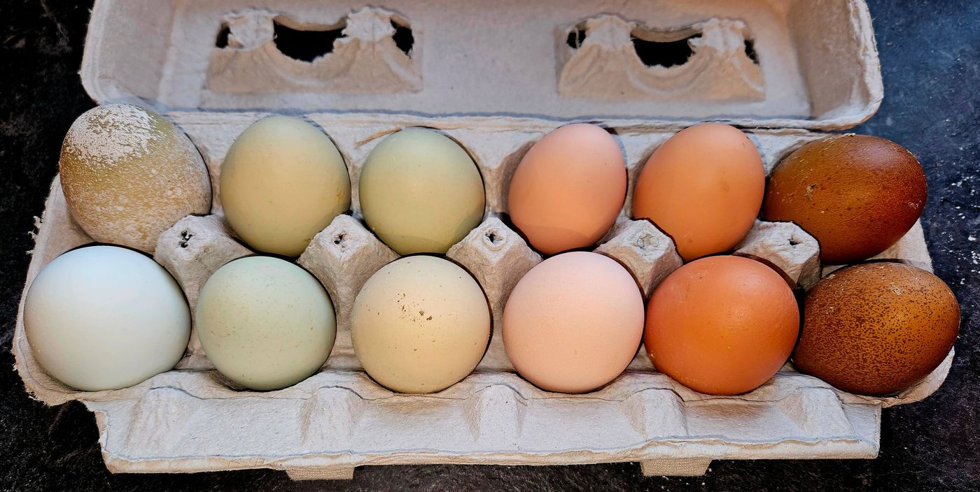 A dozen chicken eggs in blue, green, olive, pink, orange and chocolate brown
