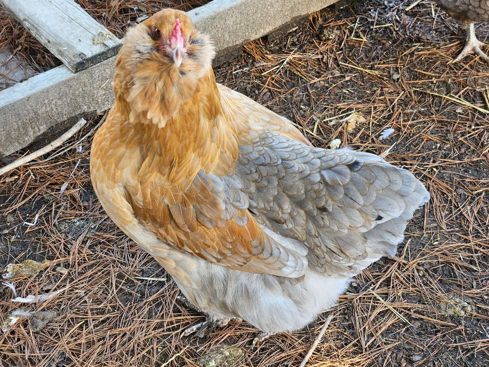 Topaz, a gold and blue-grey hen with fluffy cheek muffs