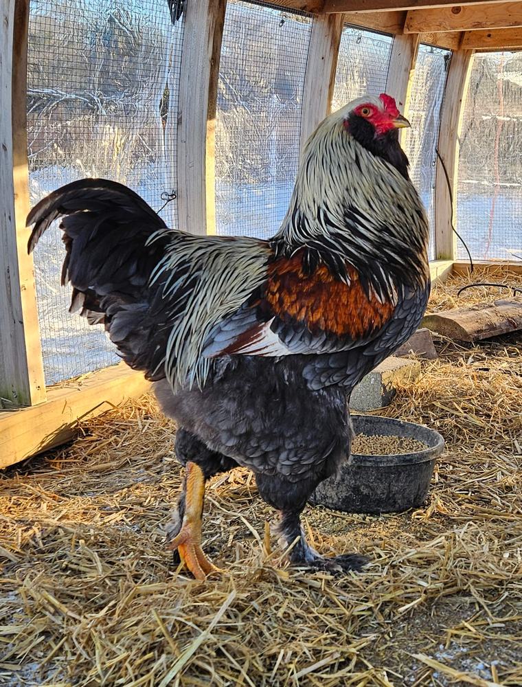 Ursa, a large rooster with silver hackles and a rust-colored shoulder